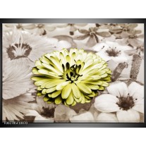 Foto canvas schilderij Gerbera | Groen, Sepia 