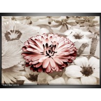 Foto canvas schilderij Gerbera | Sepia, Bruin, Rood 