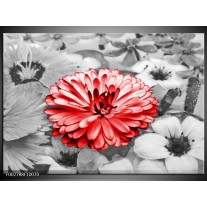 Foto canvas schilderij Gerbera | Grijs, Rood 