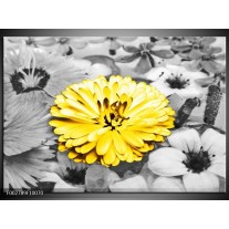 Foto canvas schilderij Gerbera | Geel, Zwart 