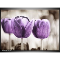 Glas schilderij Tulpen | Paars, Grijs, Wit 