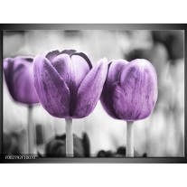 Foto canvas schilderij Tulpen | Paars, Grijs, Wit 