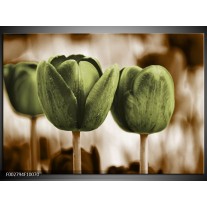 Glas schilderij Tulpen | Bruin, Groen 