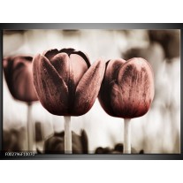 Foto canvas schilderij Tulpen | Bruin, Wit 