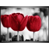 Foto canvas schilderij Tulpen | Rood, Wit, Grijs 