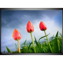 Foto canvas schilderij Tulpen | Rood, Blauw, Groen 