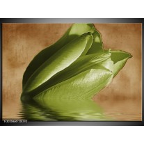 Glas schilderij Tulpen | Groen, Bruin 
