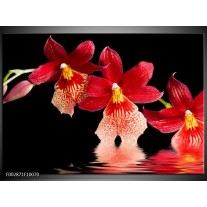 Foto canvas schilderij Orchidee | Rood, Zwart, Wit 