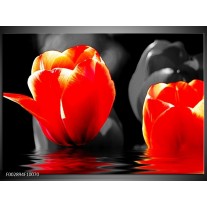Glas schilderij Tulpen | Rood, Zwart, Grijs 