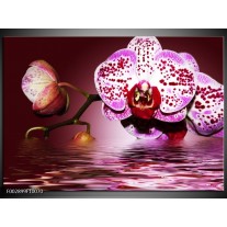 Foto canvas schilderij Orchidee | Paars, Roze, Rood 
