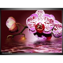 Glas schilderij Orchidee | Paars, Roze, Rood 