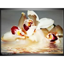 Glas schilderij Orchidee | Wit, Grijs, Rood 