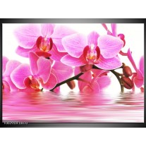 Glas schilderij Orchidee | Roze, Wit 