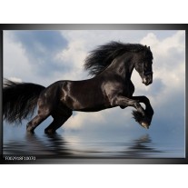 Glas schilderij Paard | Zwart, Blauw, Wit 