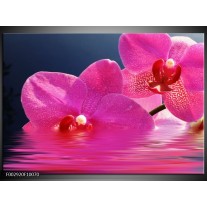 Foto canvas schilderij Orchidee | Paars, Wit, Blauw 