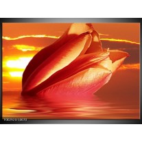 Foto canvas schilderij Tulpen | Rood, Oranje, Geel 