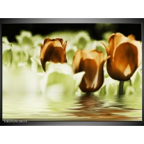 Foto canvas schilderij Tulpen | Bruin, Groen 