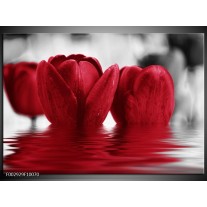 Glas schilderij Tulpen | Zwart, Rood, Grijs 