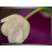 Glas schilderij Tulpen | Wit, Paars 
