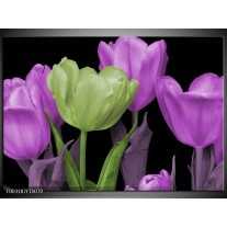 Glas schilderij Tulpen | Paars, Groen, Zwart 