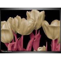 Glas schilderij Tulpen | Wit, Zwart, Roze 