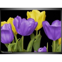 Foto canvas schilderij Tulpen | Paars, Geel, Groen 