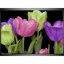 Glas schilderij Tulpen | Paars, Groen, Roze 