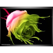 Foto canvas schilderij Roos | Roze, Groen, Zwart 