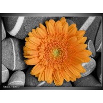 Foto canvas schilderij Bloem | Oranje, Grijs 