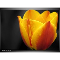 Foto canvas schilderij Tulp | Geel, Oranje, Zwart 