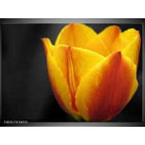 Glas schilderij Tulp | Geel, Oranje, Zwart 