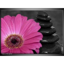 Foto canvas schilderij Bloem | Paars, Zwart 