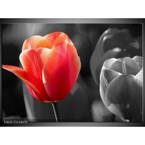 Foto canvas schilderij Tulp | Rood, Grijs, Wit 