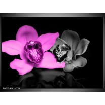 Glas schilderij Orchidee | Paars, Grijs, Zwart 