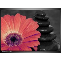 Foto canvas schilderij Bloem | Oranje, Zwart 