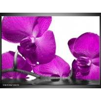 Glas schilderij Orchidee | Paars, Wit 