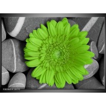 Foto canvas schilderij Bloem | Groen, Grijs 