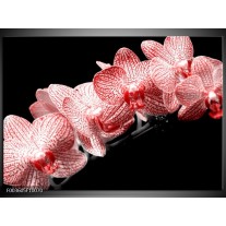 Foto canvas schilderij Orchidee | Rood, Wit, Zwart 