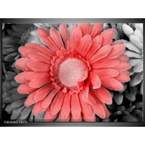 Glas schilderij Gerbera | Rood, Zwart 