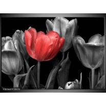 Glas schilderij Tulp | Rood, Grijs, Zwart 