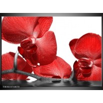 Glas schilderij Orchidee | Rood, Wit 