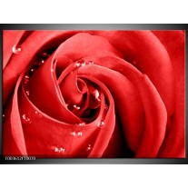 Foto canvas schilderij Roos | Rood, Wit 