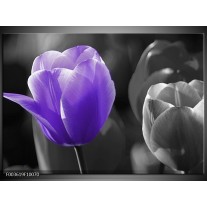 Foto canvas schilderij Tulp | Paars, Grijs, Zwart 