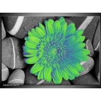 Foto canvas schilderij Gerbera | Groen, Grijs 