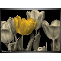 Foto canvas schilderij Tulp | Geel, Zwart 