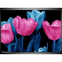 Foto canvas schilderij Tulp | Roze, Blauw, Zwart 