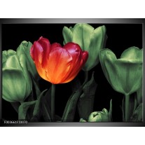 Foto canvas schilderij Tulp | Oranje, Groen, Zwart 