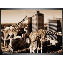 Foto canvas schilderij Giraffe | Bruin, Wit 