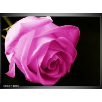 Foto canvas schilderij Roos | Roze, Zwart 