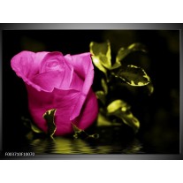 Foto canvas schilderij Roos | Roze, Groen, Zwart 